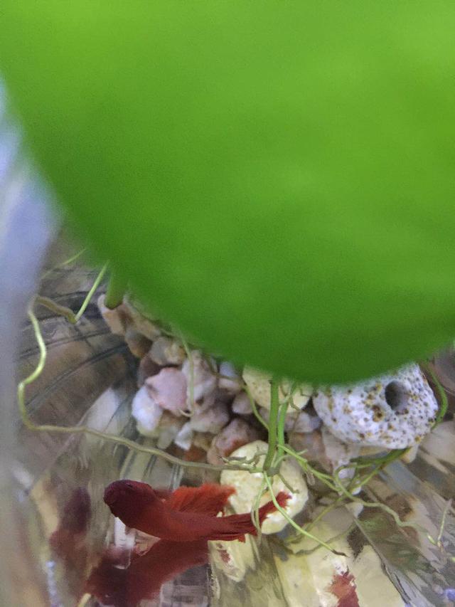 绿萝和斗鱼可以一起养吗,绿萝可以跟斗鱼一起养