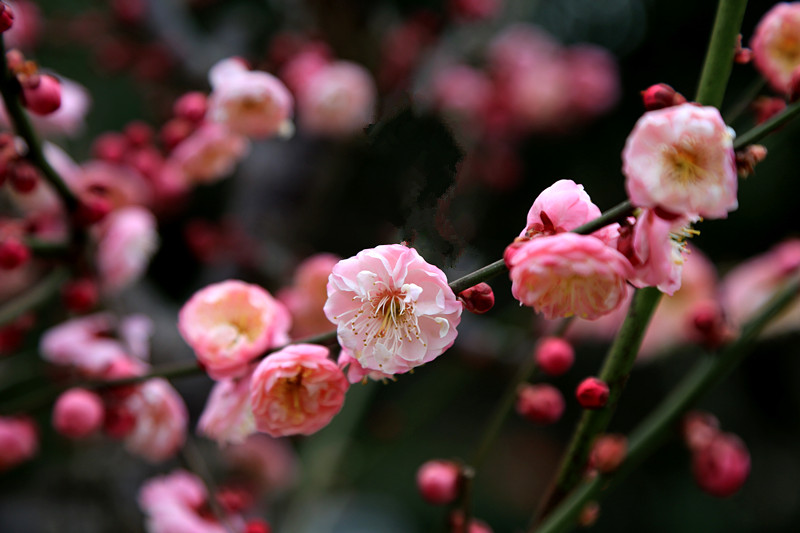 南京古林梅岭，二梅报春；盆景园梅花，婀娜多姿