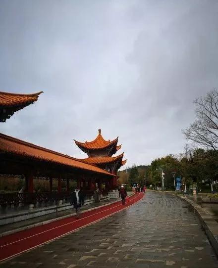 蓝花楹昆明网红打卡地在哪里,昆明周边湿地公园网红打卡地