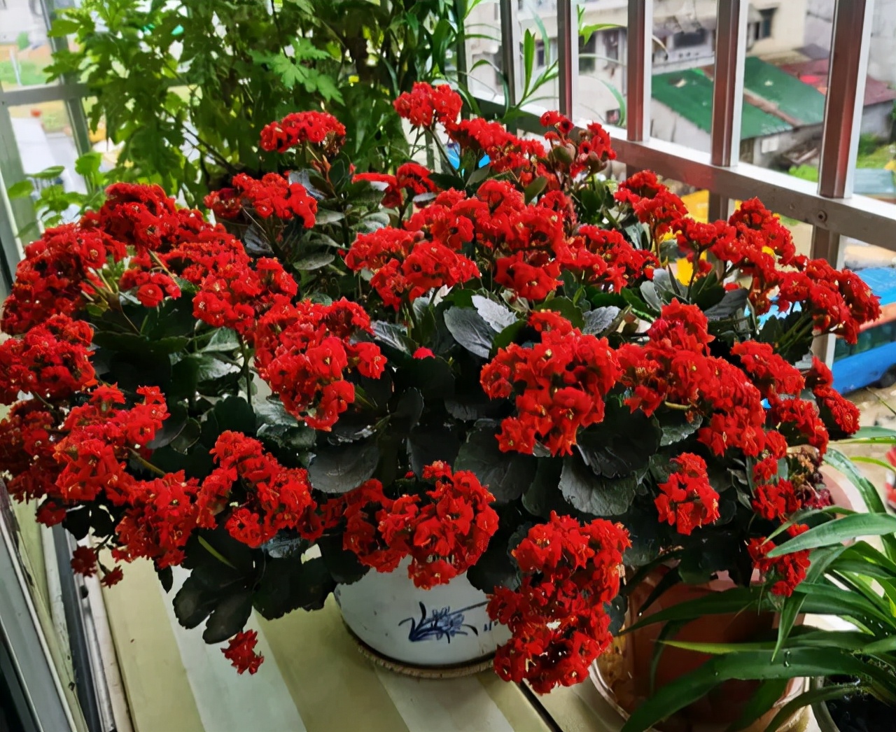 长寿花落蕾处理方法视频,长寿花打花苞