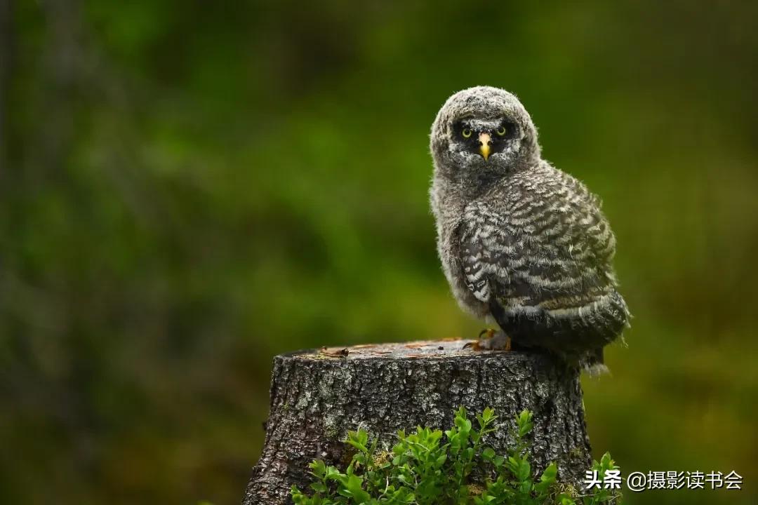 尼康拍野生动物,这位摄影师