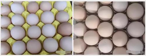 产蛋鸡的蛋皮脆怎么回事,蛋鸡产的鸡蛋壳薄脆的原因