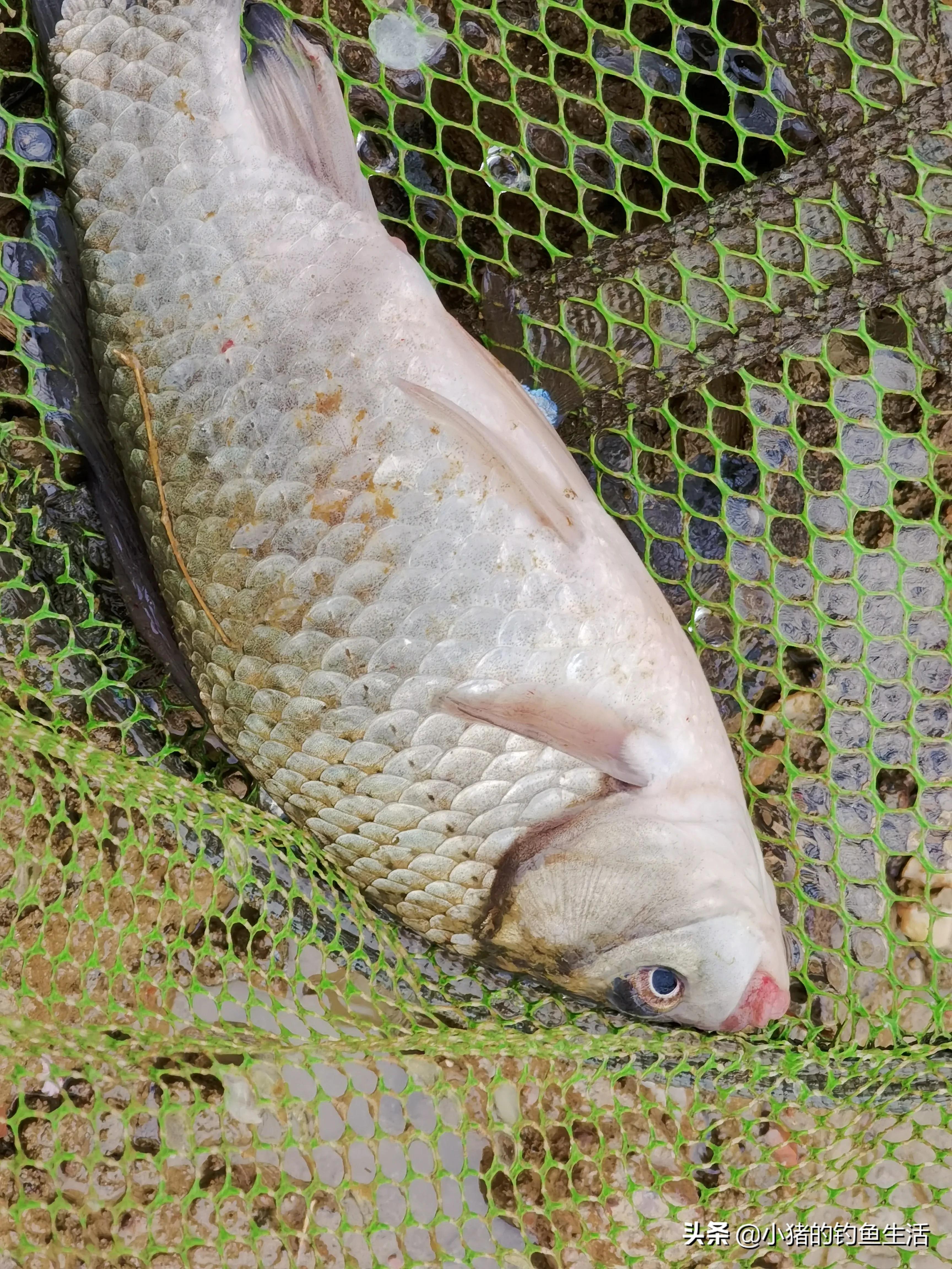 野钓双钩离底还是一钩离底好,野钓鲤鱼如何挂玉米防止挂底