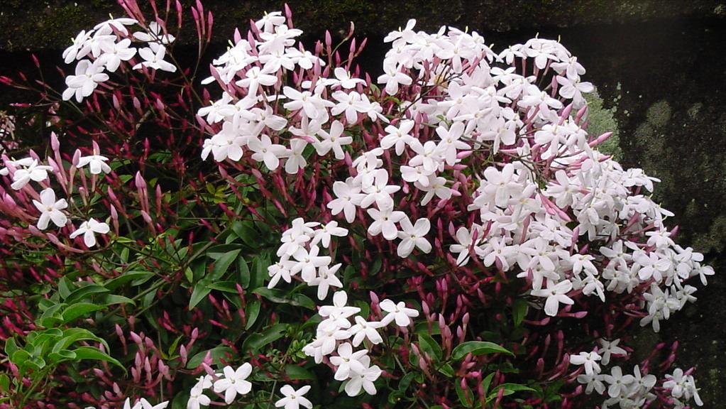 100种常见园林图鉴,列举20类不同的园林花卉