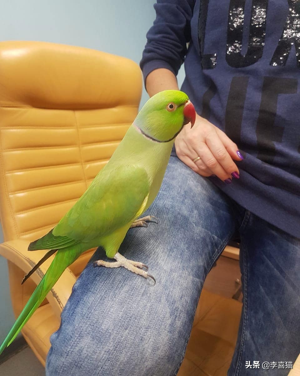 辟谣：鹦鹉虽然很可爱但不是所有的都能养，喜欢的话可以养这三种