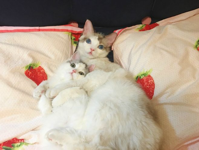 圣诞节适合送的礼物推荐,圣诞节最好的礼物推荐