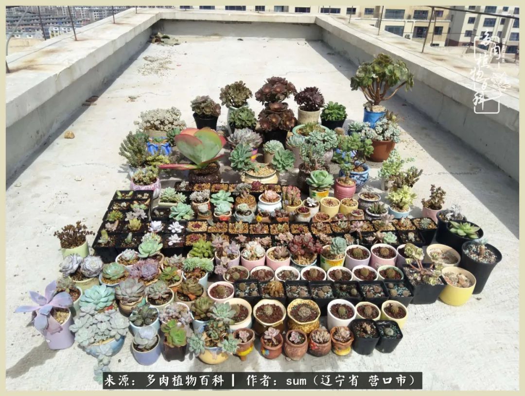 养多肉是一个很治愈的过程,养多肉是一种爱