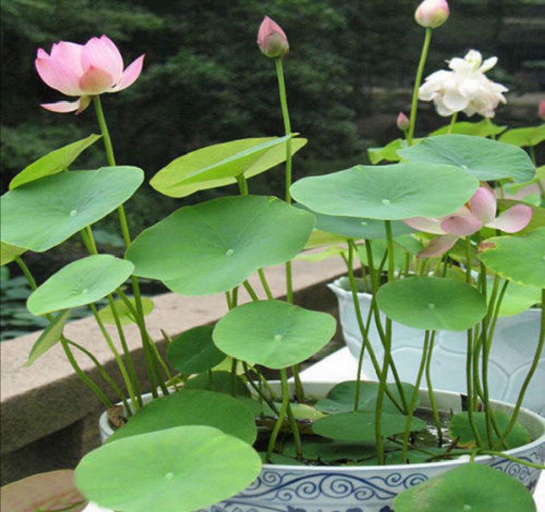 怎样养好碗莲,如何养好碗莲书籍