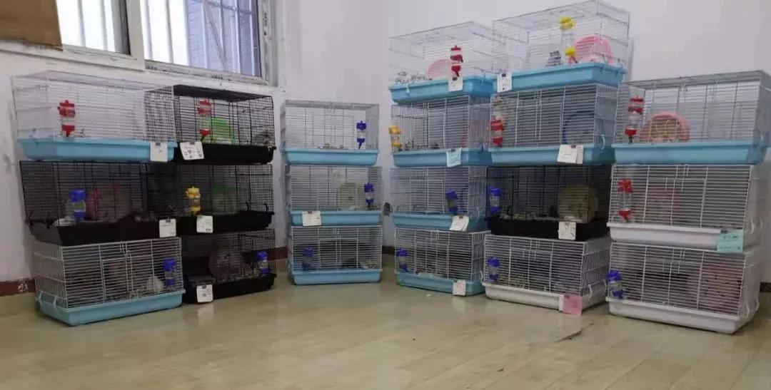 马上过新年，淘宝“鼠保姆”：春节期间寄养不涨价，床位1元/天