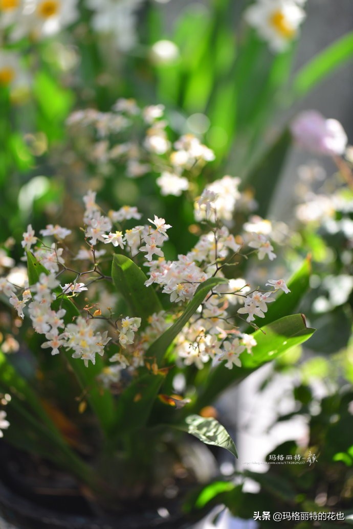 过年买点花,过年了买点什么花草