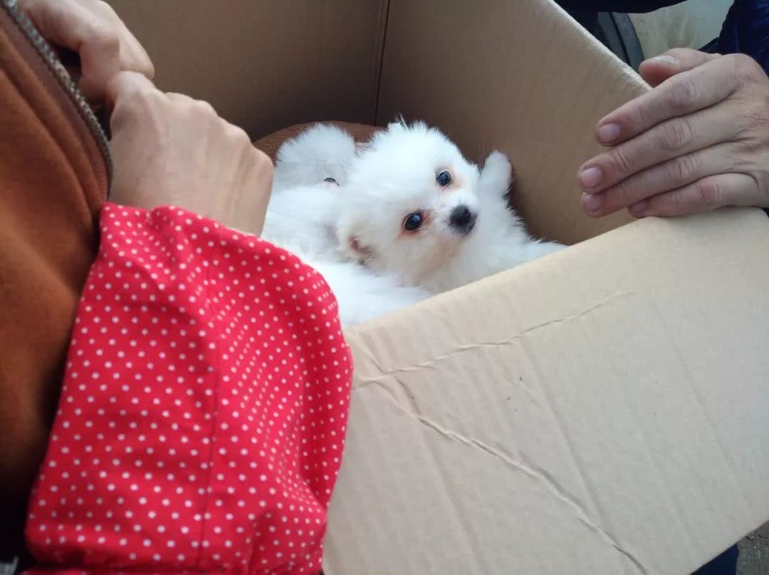 哪里出售贵宾幼犬,白色贵宾幼犬哪里有卖的