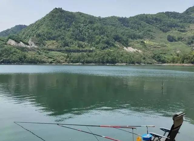 手竿钓鲢鳙抓口太难？老钓友:与手速无关，做好一点只管抄鱼！