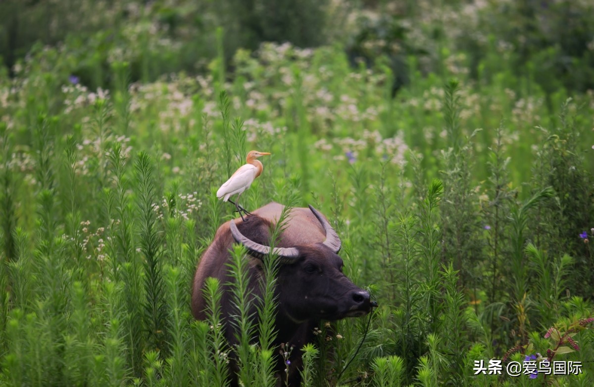 观鸟大年影片,观鸟大年在线观看