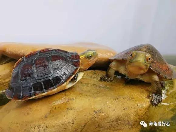 养龟咱们得用哪些水才合适呢,养龟的水里可以放海盐吗