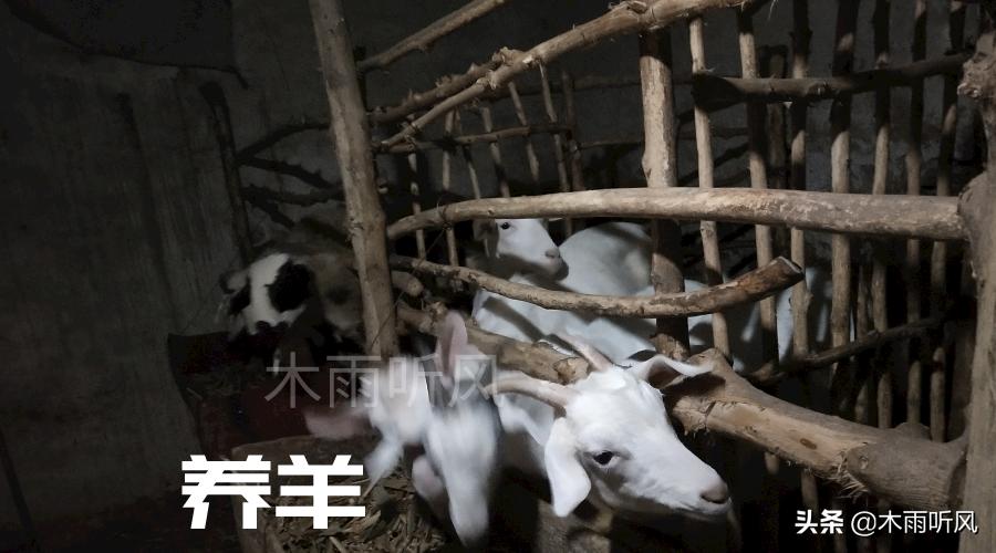 养羊技术培训教程视频,传授养殖牛羊技术