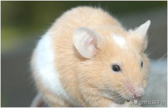 老鼠进家用什么方法灭了它,商店灭老鼠的有效方法