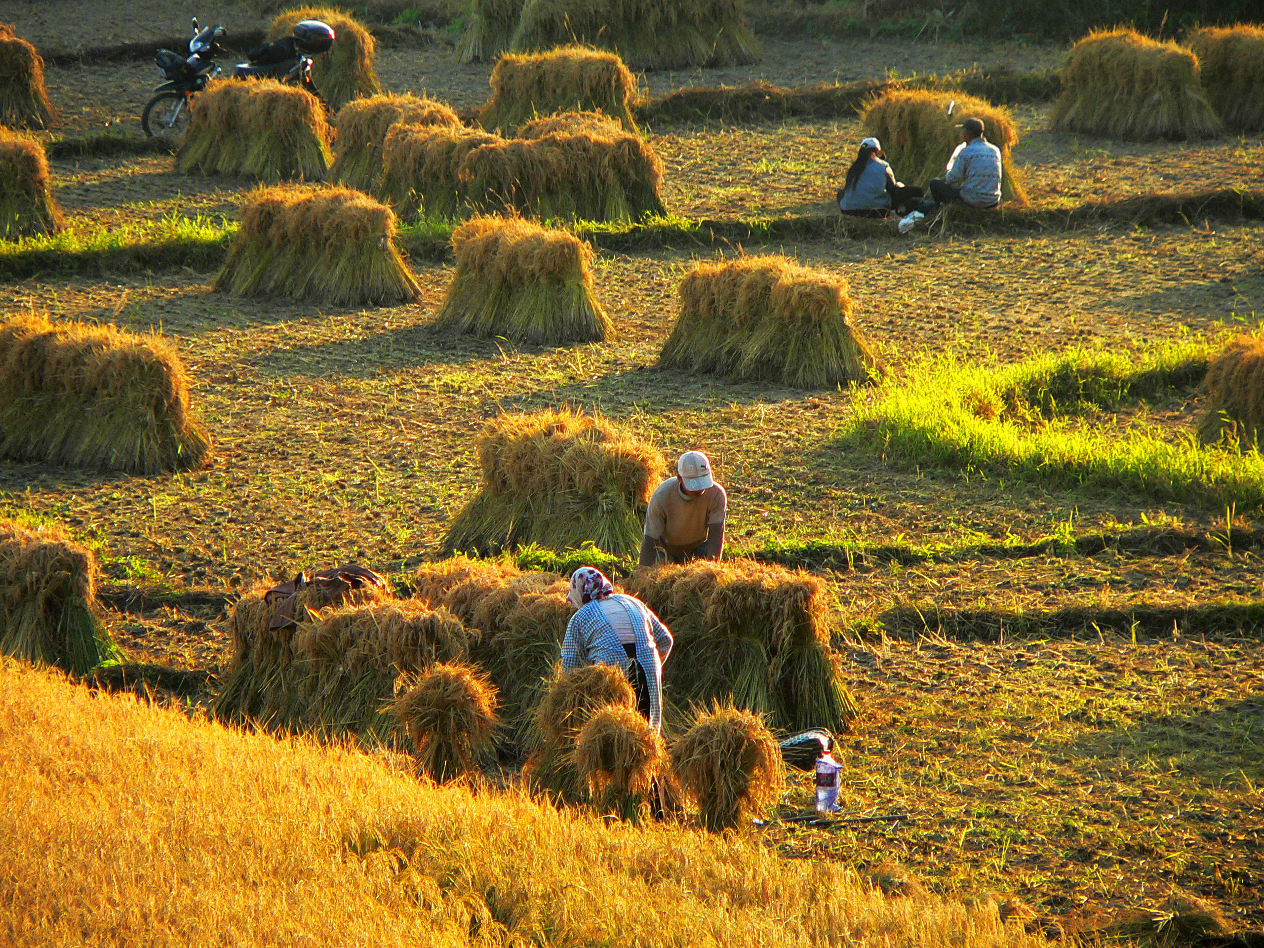 盘锦红海滩碱蓬草,神奇的碱蓬草