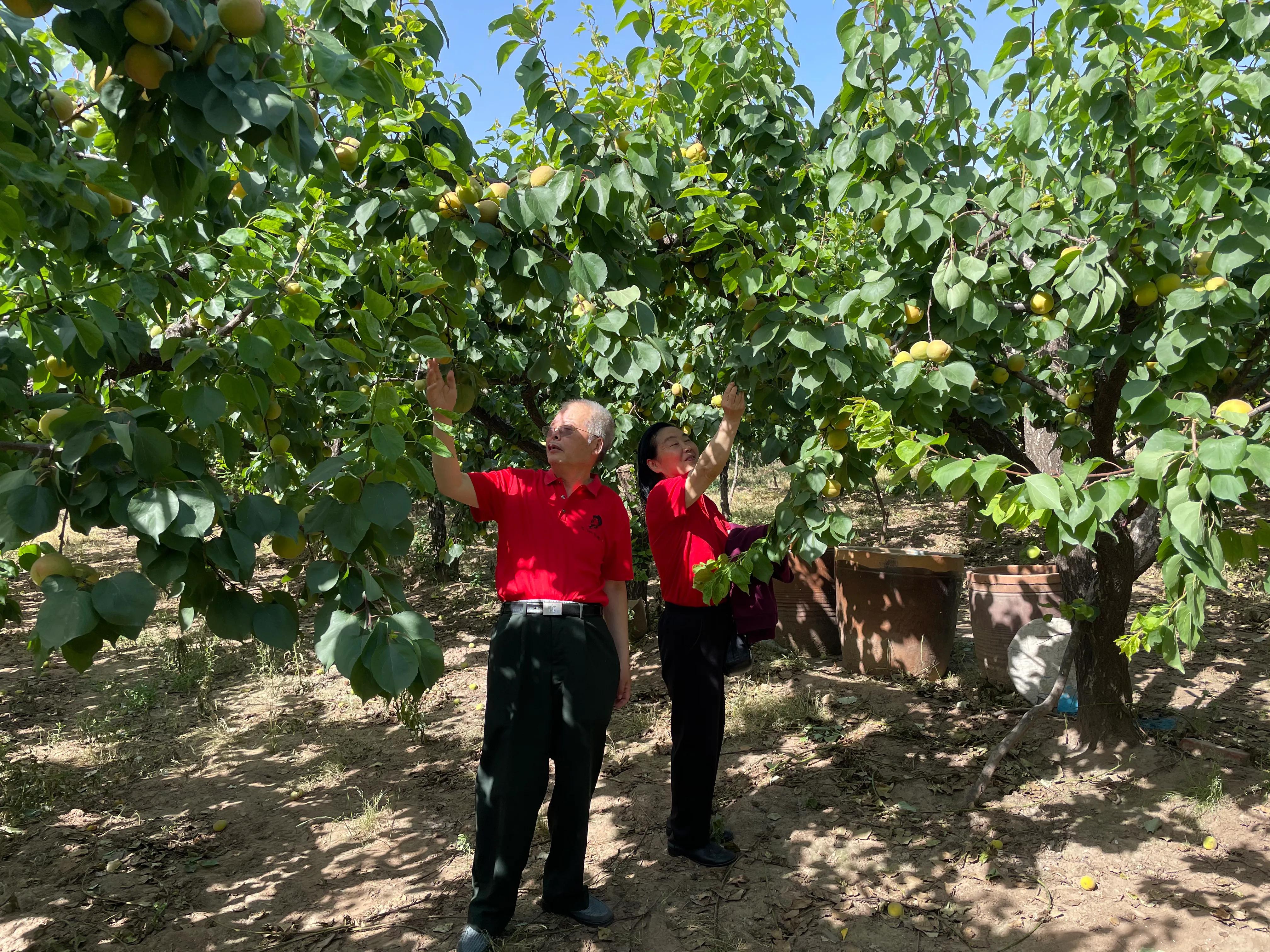 杏子核的营养价值,杏子降血压
