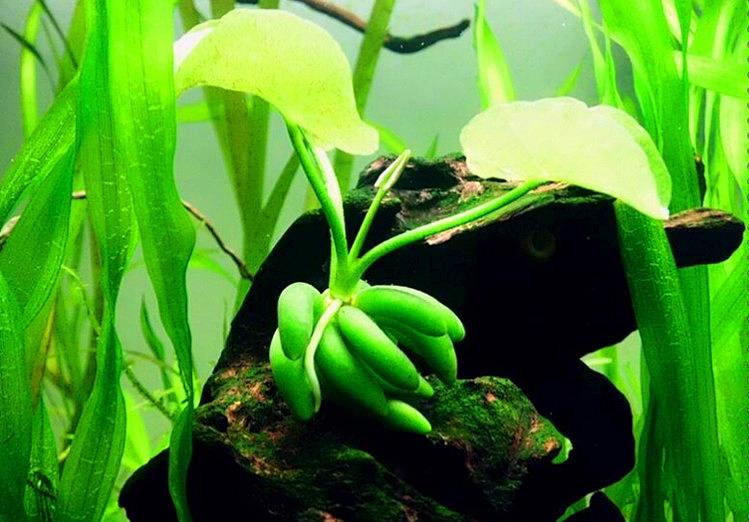 常见中景草,有什么比较好养的中后景草