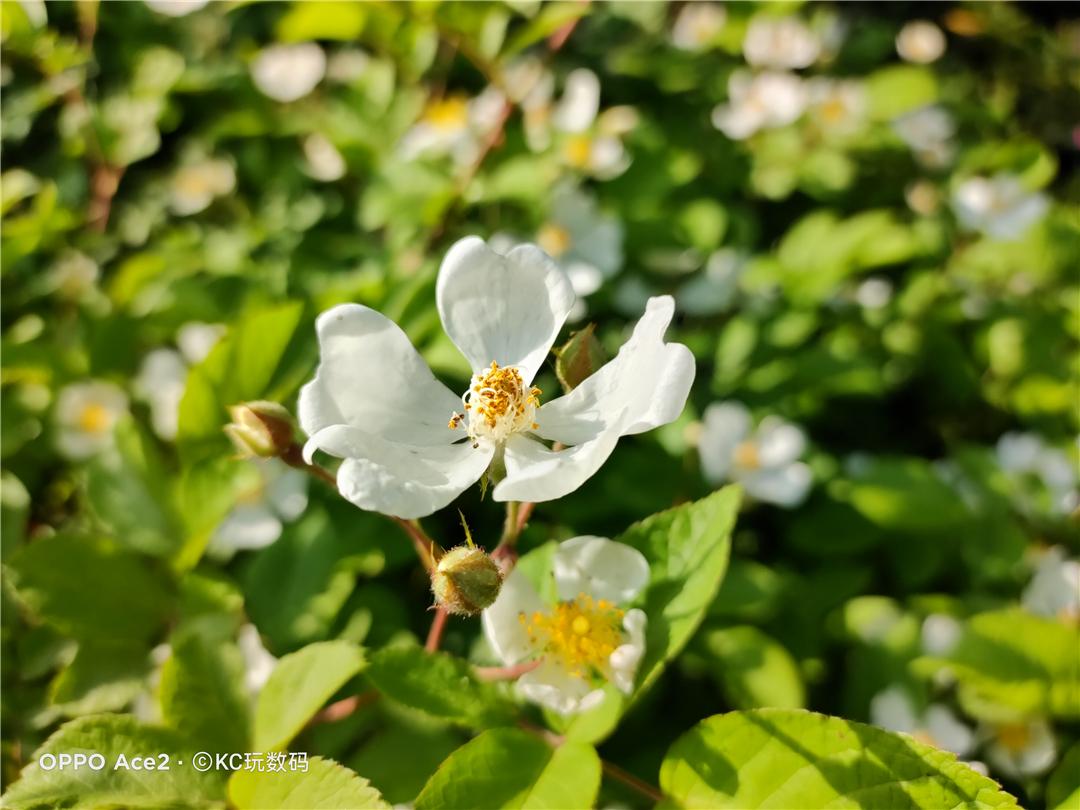 185g配备地表最强快充OPPOAce2值得买吗?