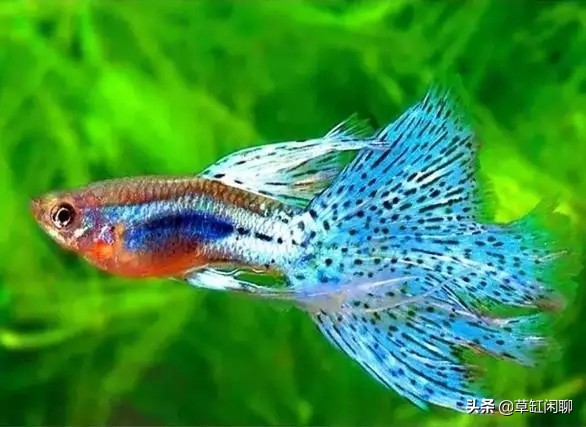 鱼缸小白虫的消灭方法,鱼缸里去除涡虫的最佳方法