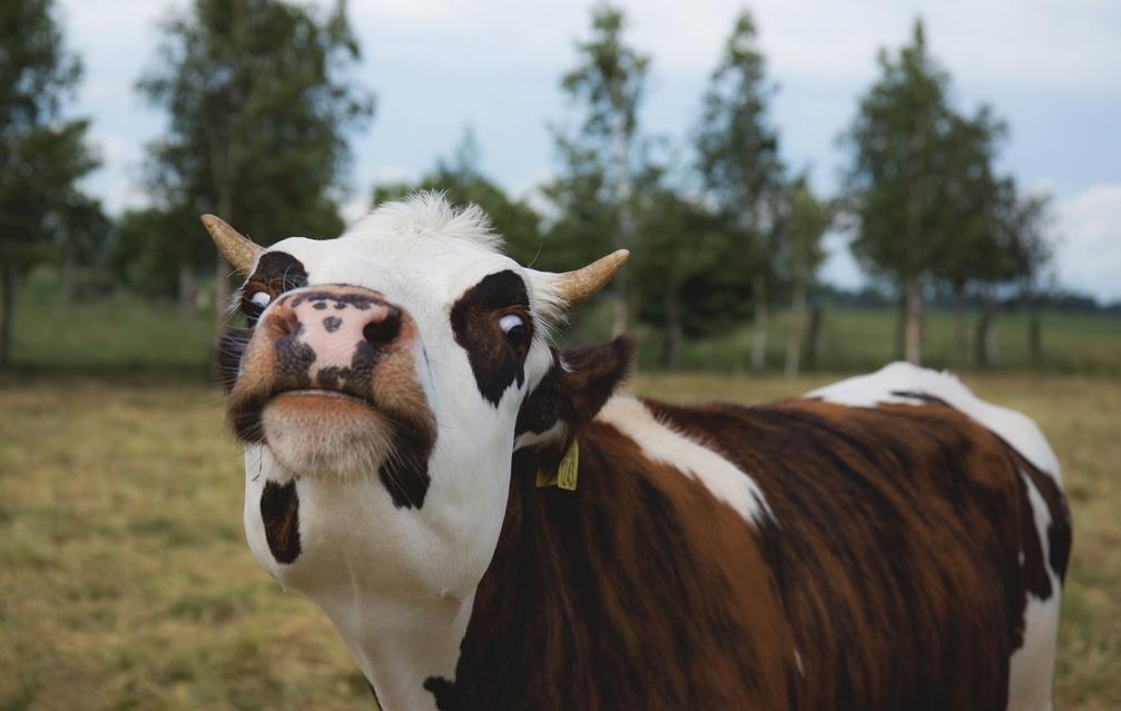 新生儿防过敏奶粉排行榜,中老年奶粉排行榜