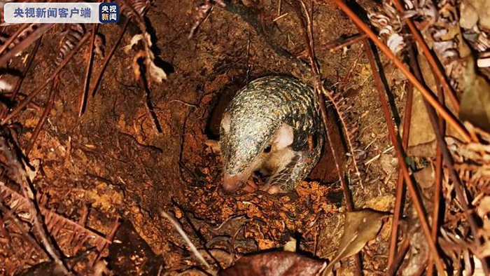 广东茂名首次发现野生中华穿山甲,手持设备记录中华穿山甲活动