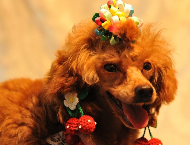 饲养贵宾犬6大禁忌图片,家养贵宾犬注意事项