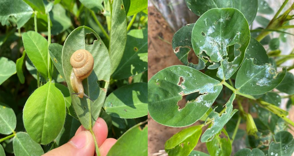 新种植物如何防蜗牛,花生地里有蜗牛该怎么办