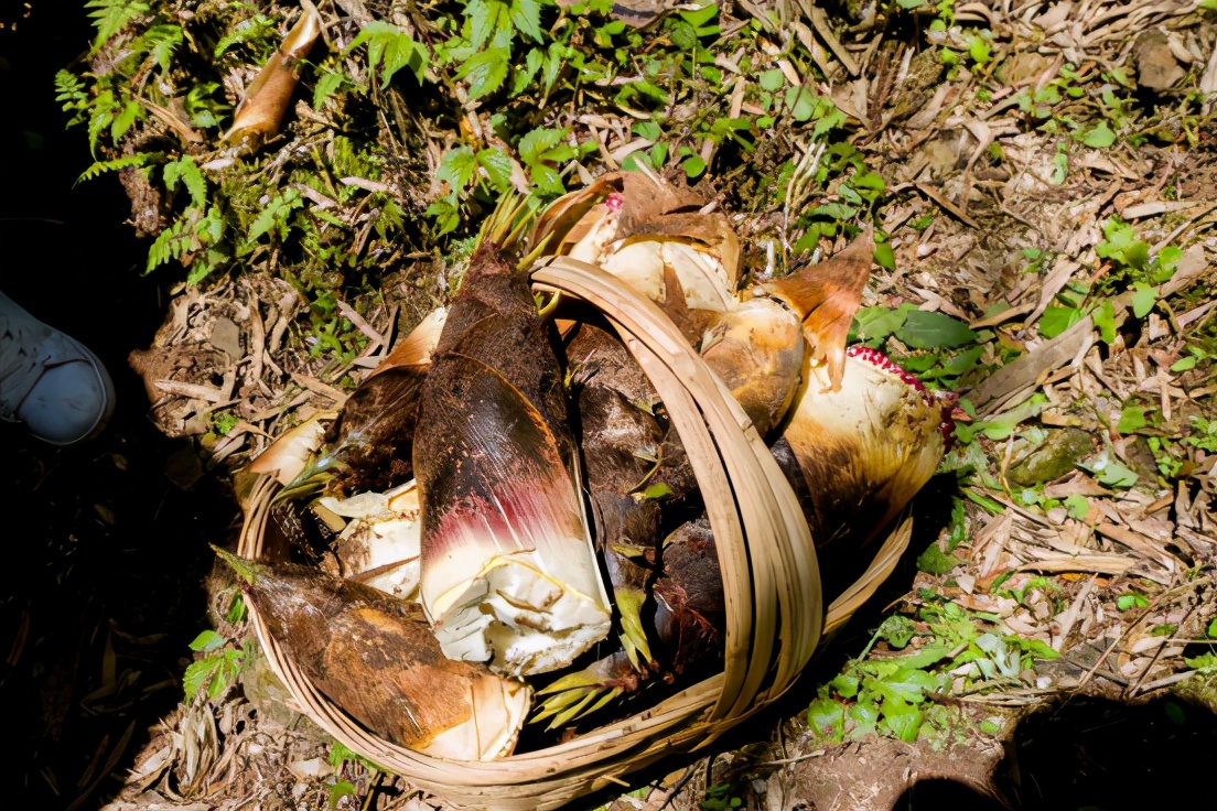 商量岗内的这家酒店，四季气候适宜居住，住客宛若身处桃花源
