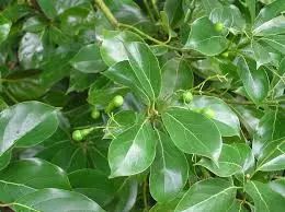 法国梧桐树转世(中英双语)