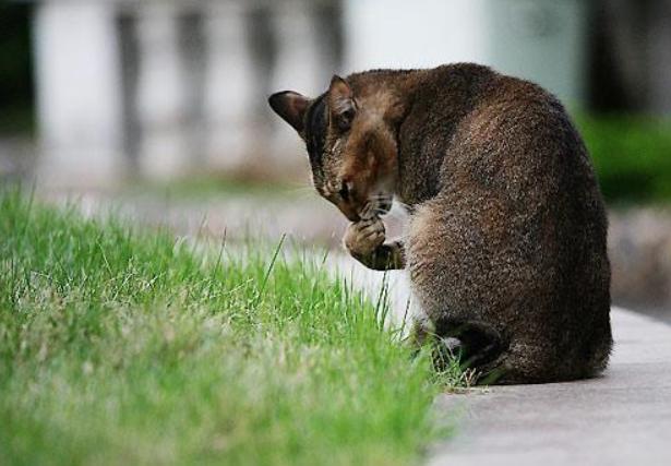 下班回家突然发现猫不见了,下班回家发现猫咪没精神