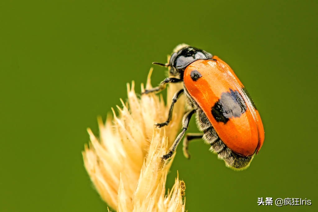 保护濒危动物英语作文,高考英语作文真题保护野生动物