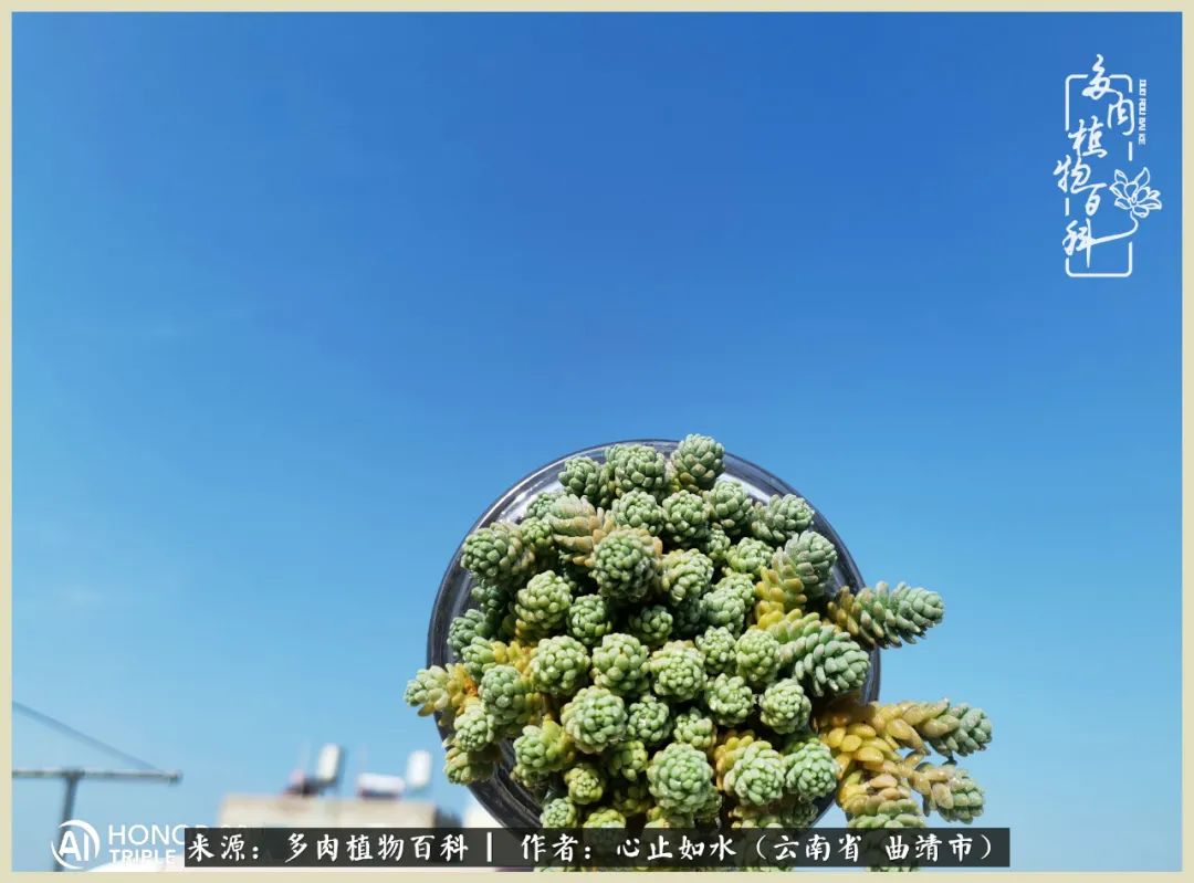 景德镇精品拇指多肉盆,轻奢多肉拇指盆3.5