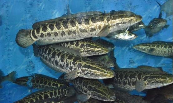 路亚鱼种类大全,长江鱼种类大全图片