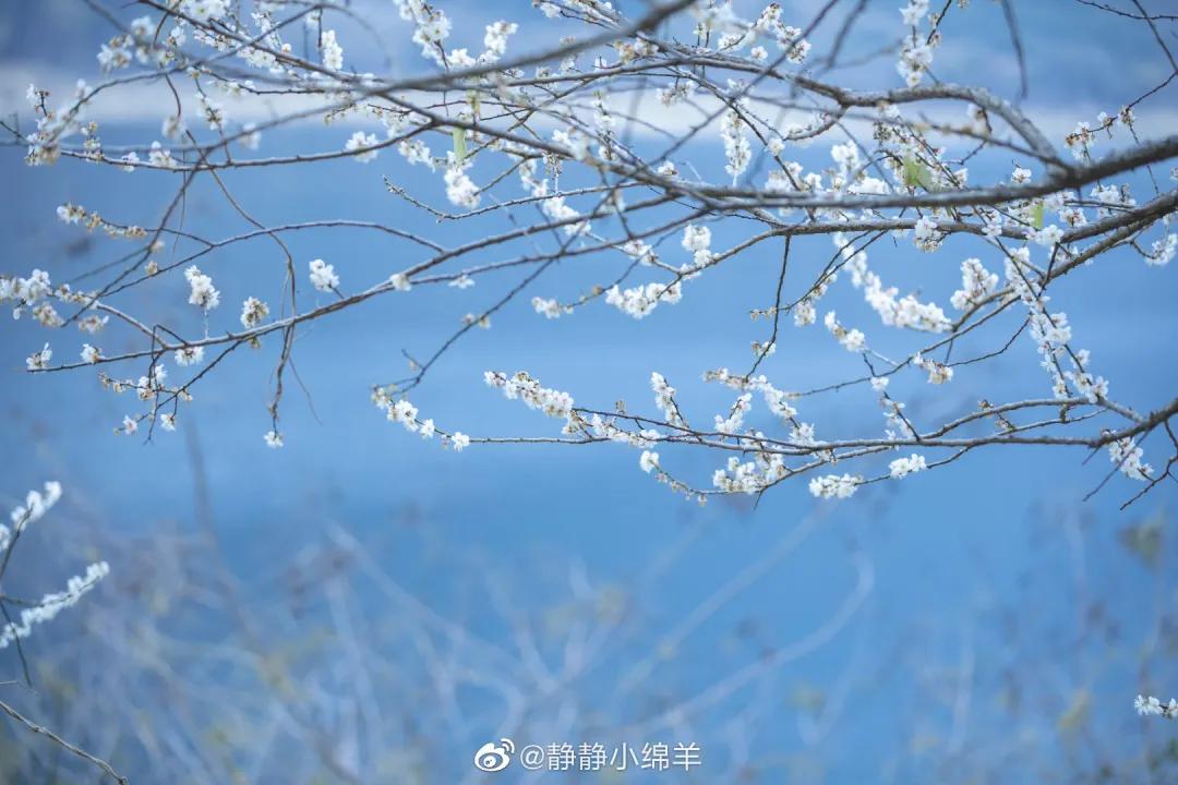 广州现在花开的季节,广州现在什么花开了