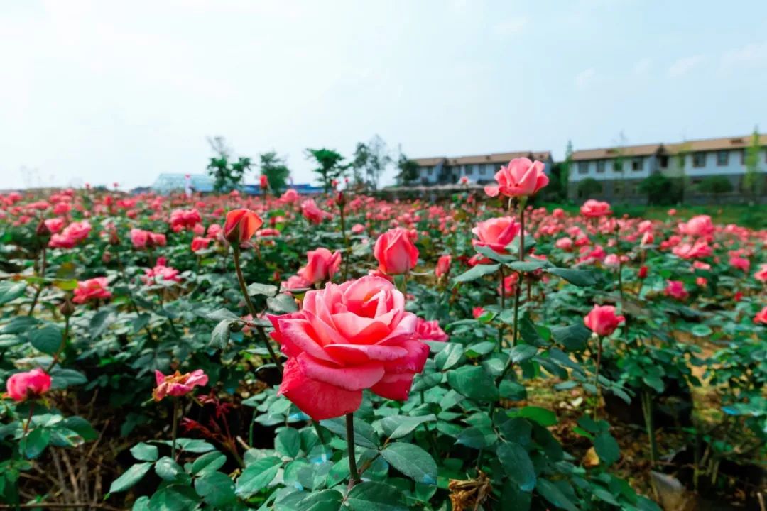 踏青打卡好去处双流空港公园,环城生态公园东片区