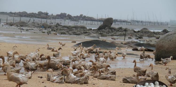 中元节吃什么鸭最好 (中元节鸭怎样吃好)