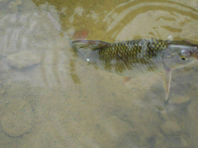 盘车冲钓赤尾,盘车冲钓青尾鲴