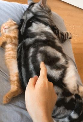 美短虎斑猫咪的品种,美国短毛猫虎斑价格