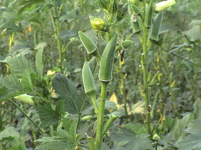 教你种秋葵,海南种秋葵每亩利润多少