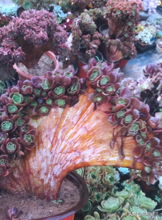 养法师的十大技巧,养法师怎么样施肥