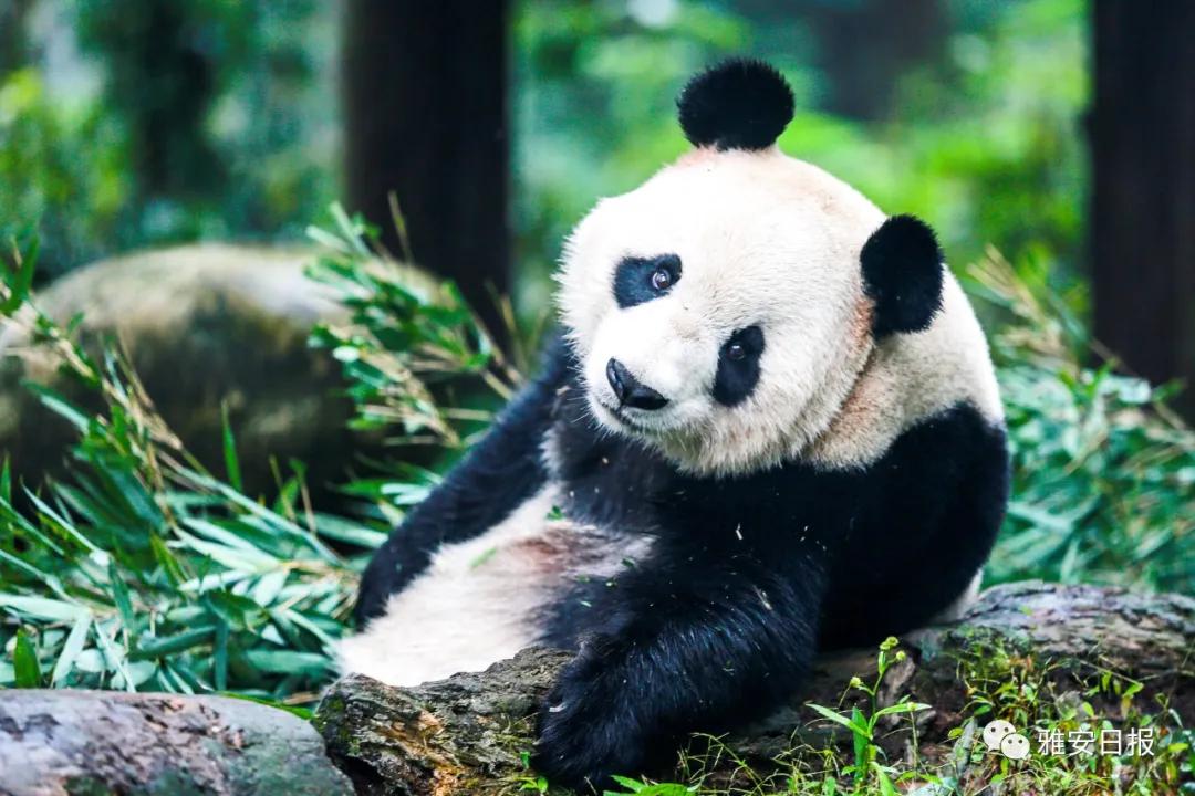 来雅安旅游,雅安二郎山休闲特色民宿