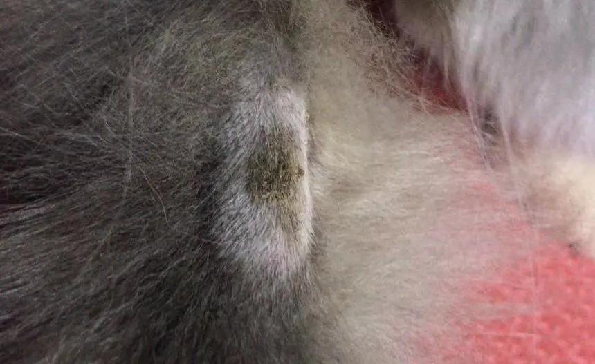 养猫智商税解析,养猫8大智商税