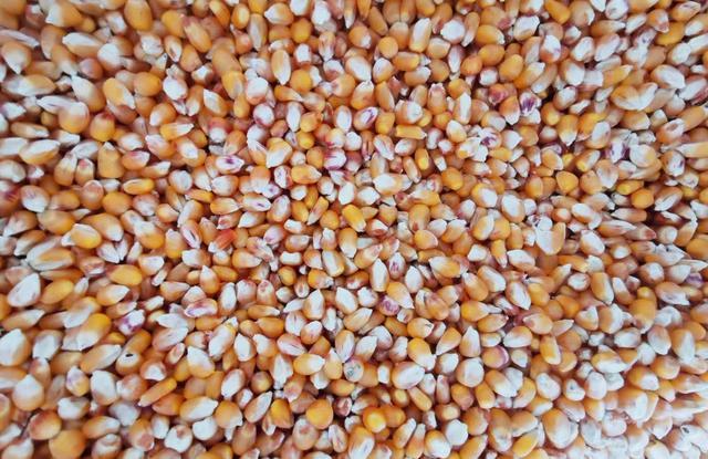 玉米种子一斤多钱,玉米种子6块一斤