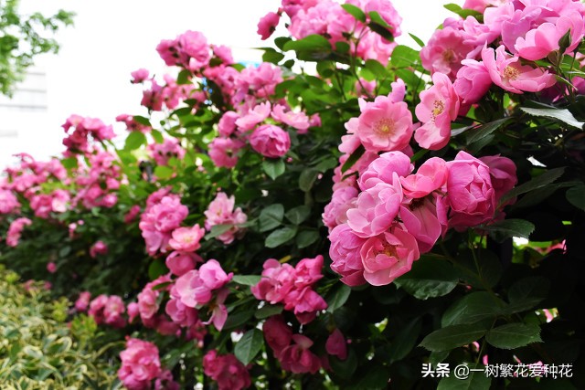 月季开花晒了太阳蔫了补救,月季叶子枯萎像缺水了一样