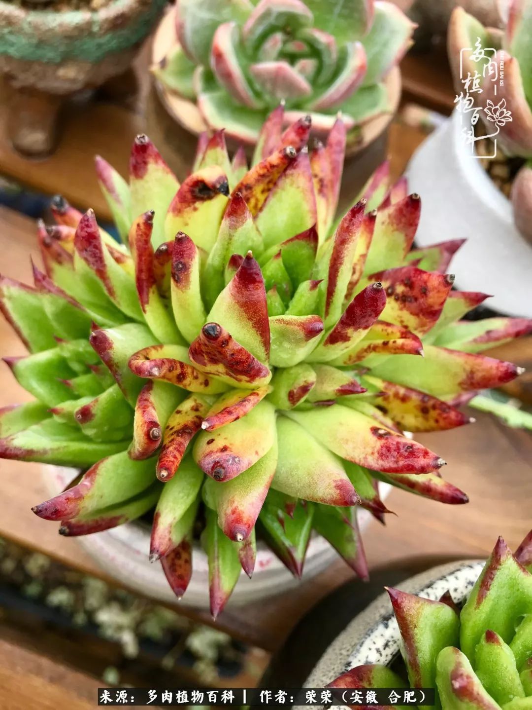 入秋后多肉是露养好还是室内养好,入夏后露养的多肉要搬进室内吗