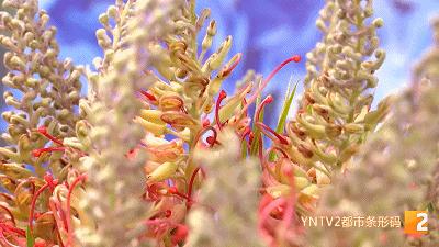 云南山货夏威夷果,云南哪里的夏威夷果比较出名