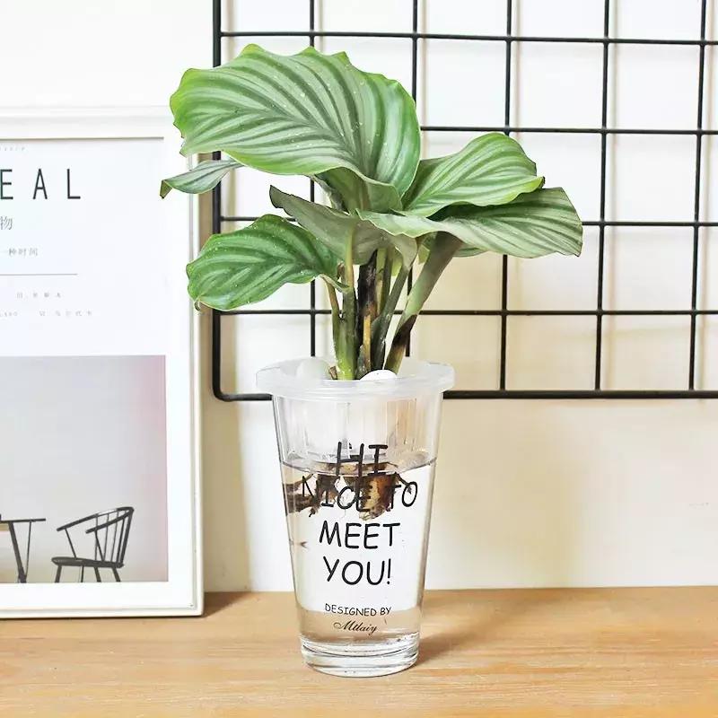 水培绿萝能放桌上吗,桌上水培花草