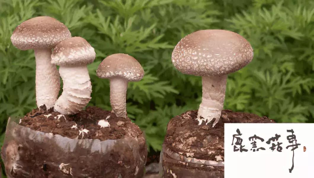 文化创意农业如何融入传统农业,特色农产品展示及农耕文化